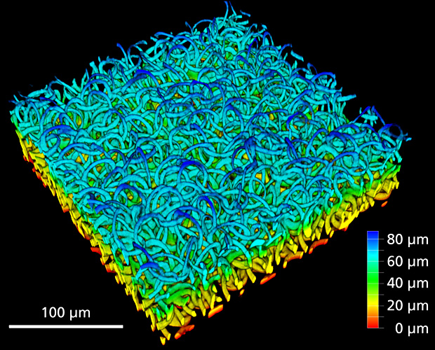 Hydrogel cell scaffold structure